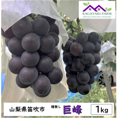 【2025年7月下旬より順次発送】種なし巨峰　約1kg