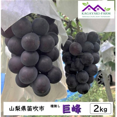 【2025年7月下旬より順次発送】種なし巨峰　約2kg