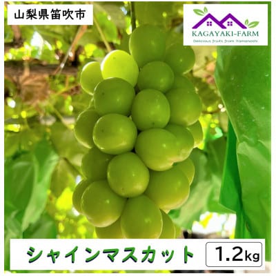 【2025年9月上旬より順次発送】シャインマスカット　約1.2kg