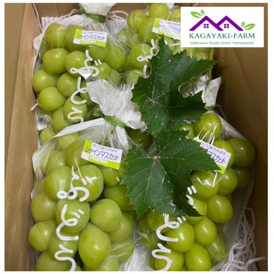 【2026年9月上旬より順次発送】シャインマスカット　約2.4kg