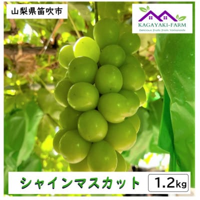【2026年9月上旬より順次発送】シャインマスカット　約1.2kg