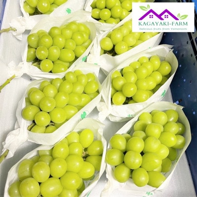 【2026年9月上旬より順次発送】シャインマスカット　約1.2kg