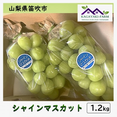 【2026年9月上旬より順次発送】シャインマスカット　約1.2kg