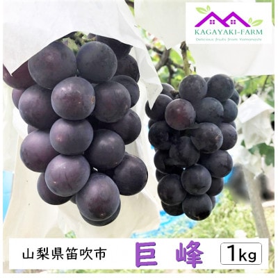 【2026年7月下旬より順次発送】種なし巨峰　約1kg