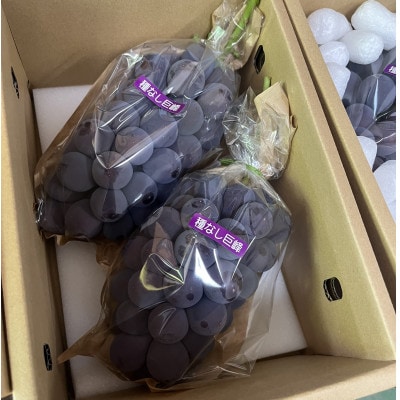 【2026年7月下旬より順次発送】種なし巨峰　約1kg