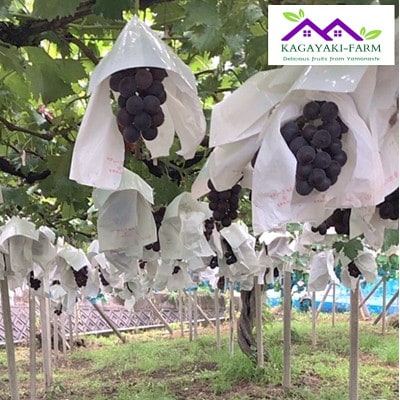 【2026年7月下旬より順次発送】種なし巨峰　約1kg