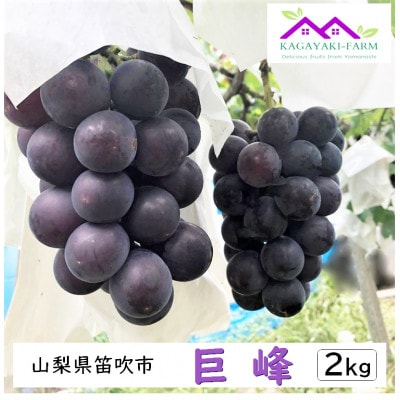 【2026年7月下旬より順次発送】種なし巨峰　約2kg