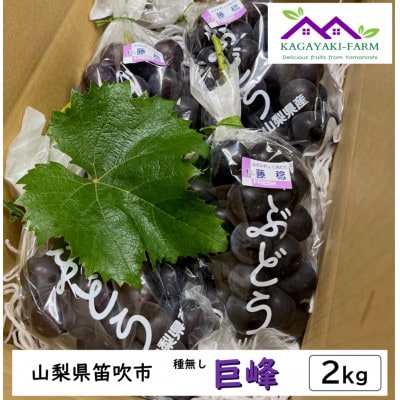 【2026年7月下旬より順次発送】種なし巨峰　約2kg