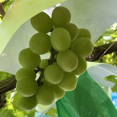 シャインマスカット　訳あり家庭用2.4kg