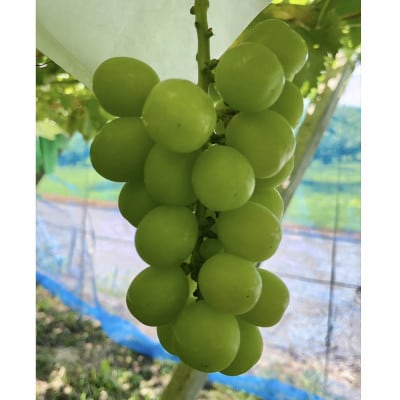 シャインマスカット　訳あり家庭用2.4kg