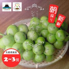山梨県産　匠のシャインマスカット　1kg(2〜3房)