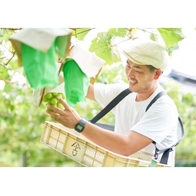 【2024年先行受付】山梨県産　極撰　匠のシャインマスカット1kg(2房)ギフト