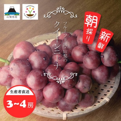 【2024年先行受付】稀少　山梨県産　匠のクイーンニーナ　2kg(3～4房)