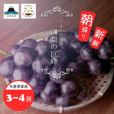【2024年先行受付】山梨県産　紫玉　1kg(3～4房)