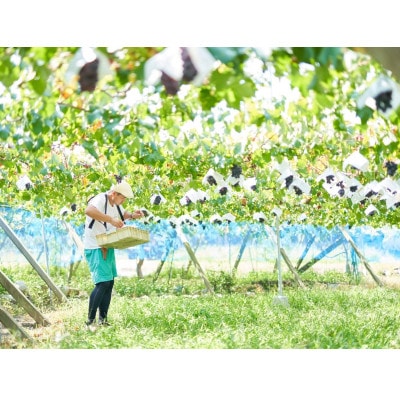 【2024年先行受付】山梨県産　紫玉　1kg(3～4房)