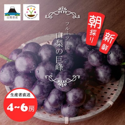 【2024年先行受付】山梨県産　紫玉　2kg(4～6房)