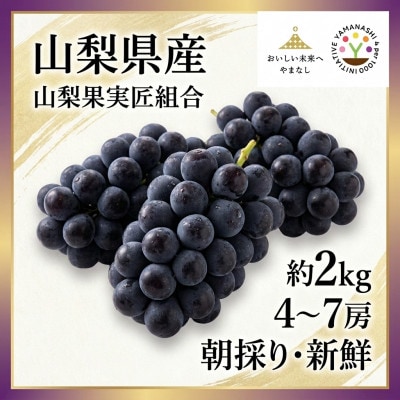 【2026年先行受付】山梨県産　紫玉　2kg(4～7房)