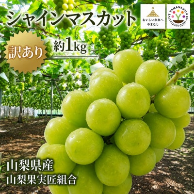 【2026年先行受付】山梨県産 匠のシャインマスカット 訳あり 約1kg