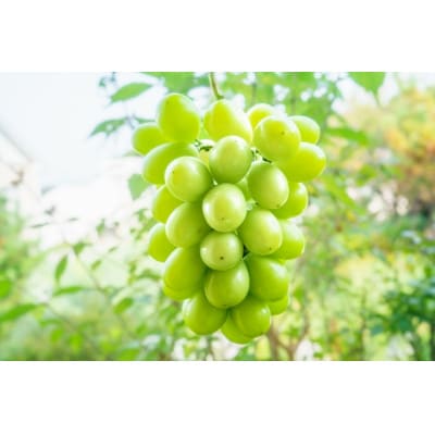【2026年先行受付】山梨県産 匠のシャインマスカット 訳あり 約1kg(2～4房)