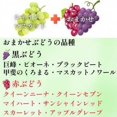 【2026年先行受付】山梨県産 匠のシャインマスカット+品種おまかせ 約1kg(2～3房)
