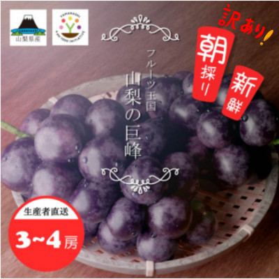 【2026年先行受付】山梨県産 紫玉 訳あり 1kg(3～4房)