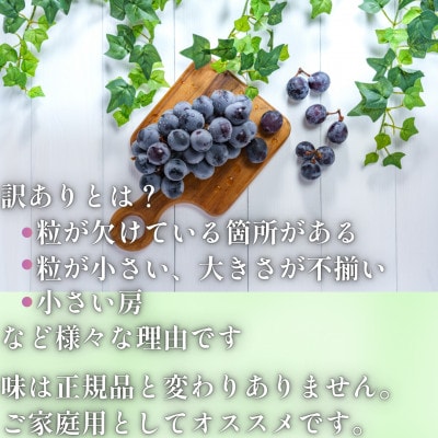 【2026年先行受付】山梨県産 紫玉 訳あり 1kg(3～4房)