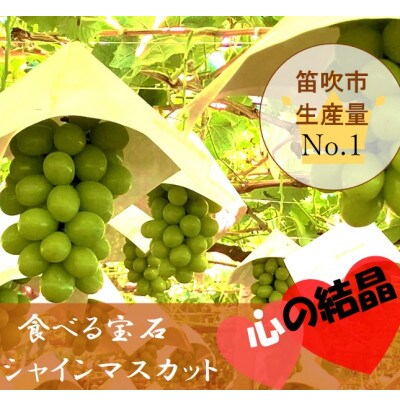 精選シャインマスカット3kg。メイア農園から　恋しくなる大自然の恵みを　お届けいたします。