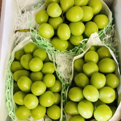 精選シャインマスカット3kg。メイア農園から　恋しくなる大自然の恵みを　お届けいたします。