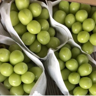 精選シャインマスカット3kg。メイア農園から　恋しくなる大自然の恵みを　お届けいたします。