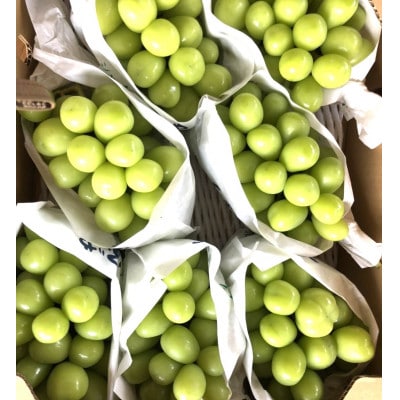 精選シャインマスカット5kg。メイア農園から　恋しくなる大自然の恵みを　お届け致します。