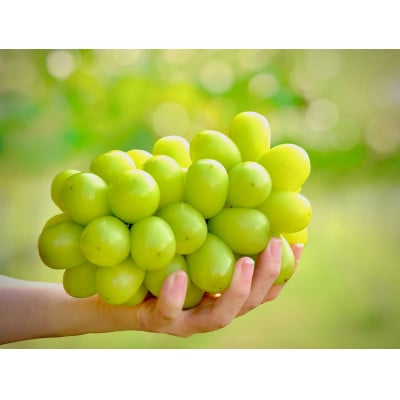 【糖度保証】プレミアム「シャインマスカット」1房 750g～1kg【 光 - HIKARI - 】