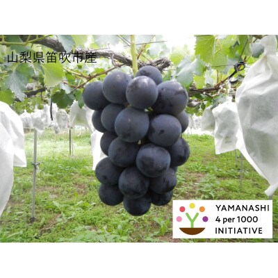 山梨県笛吹市産　巨峰1kg　4パーミル・イニシアチブ農産物認証