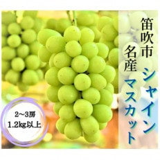 【先行受付】2024年発送　笛吹市名産!自慢のシャインマスカット　2～3房(計1.2kg以上)