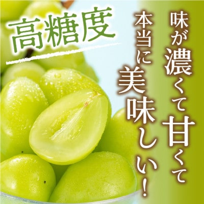 <2025年先行受付>笛吹市産 厳選!シャインマスカット 約1.8～2kg(3～5房)