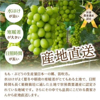 <2025年先行受付>笛吹市産 厳選!シャインマスカット 約1.8～2kg(3～5房)