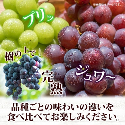 先行受付【訳あり】つぶつぶ ブドウ 2品種以上の詰め合わせ  計1.5kg 山梨県 笛吹市