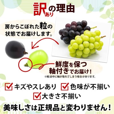 先行受付【訳あり】つぶつぶ ブドウ 2品種以上の詰め合わせ  計1.5kg 山梨県 笛吹市