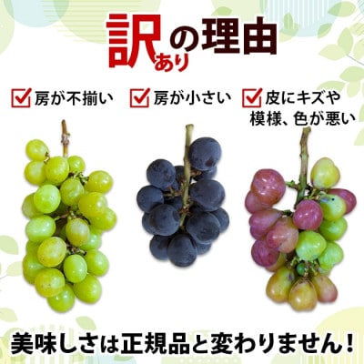 先行受付【訳あり】ブドウ 房 2品種以上の詰め合わせ 計1.5kg 山梨県 笛吹市