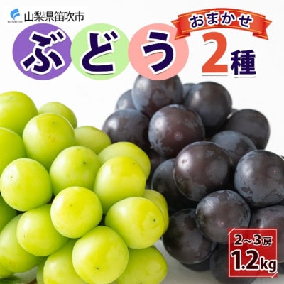 【2026年先行予約】山梨県産 泰果園のぶどう 2種おまかせ 2~3房 約1.2kg 笛吹市