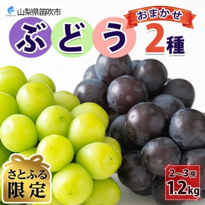 【さとふる限定】<2026年先行予約>山梨県 泰果園のぶどう 2種おまかせ 2～3房 約1.2kg