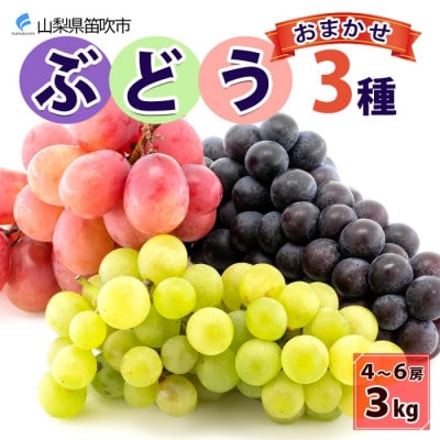 【2026年先行予約】山梨県産 泰果園のぶどう 3種おまかせ 4～6房 約3kg 笛吹市