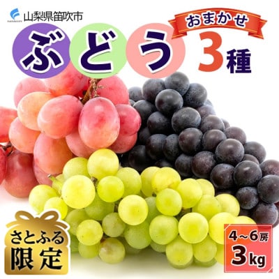 【さとふる限定】<2026年先行予約>山梨県 泰果園のぶどう 3種おまかせ 4～6房 約3kg