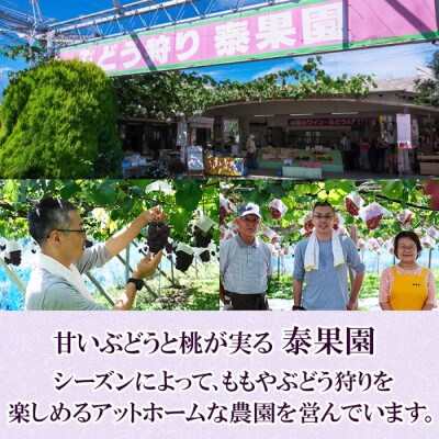 【2026年先行予約】山梨県産 泰果園のぶどう 3種おまかせ 4～6房 約3kg 笛吹市