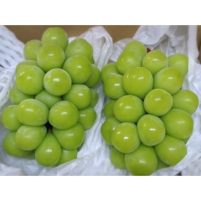 【2025年先行受付】笛吹市産 やみつきシャインマスカット1.2kg(2～3房)