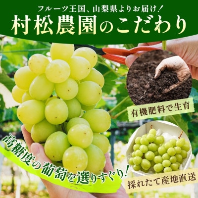 <2025年発送>農園こだわりのぶどう「シャインマスカット」約1.2kg 村松農園 山梨県 笛吹市