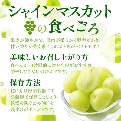 <2025年発送>農園こだわりのぶどう「シャインマスカット」約1.2kg 村松農園 山梨県 笛吹市