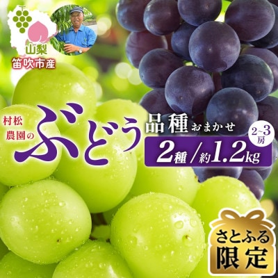 【さとふる限定】<2026年先行予約>山梨県 村松農園のぶどう 2種おまかせ 2～3房 約1.2kg