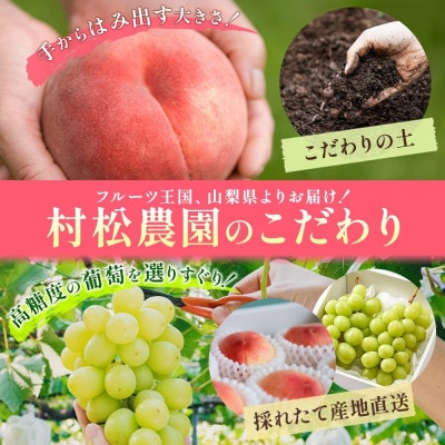【発送月固定定期便】桃 シャインマスカット 人気のフルーツ定期便 村松農園全2回