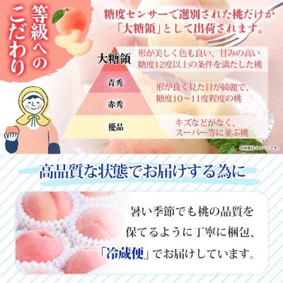 【2025年先行予約】桃 3kg 大糖領 糖度12%以上 秀品 山梨県笛吹市