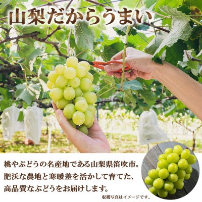 【2025年先行予約】シャインマスカット 1房 600g前後 秀品 化粧箱付 山梨県 笛吹市